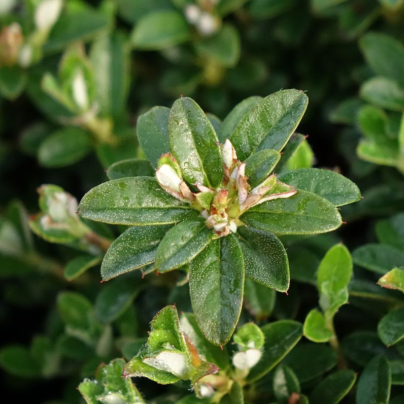 Rhododendron campylogynum Lilly Bell - Rododendro Anão (Folhagem)