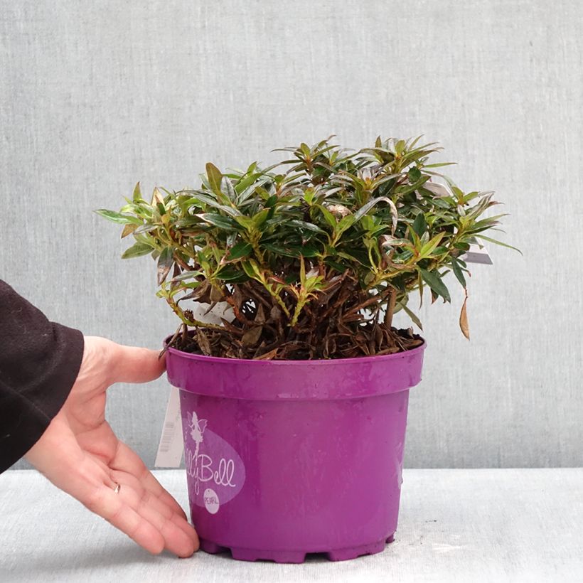 Amostra de Rhododendron campylogynum Lilly Bell - Rododendro Anão Vaso de 3 L/4 L tal como entregue no inverno