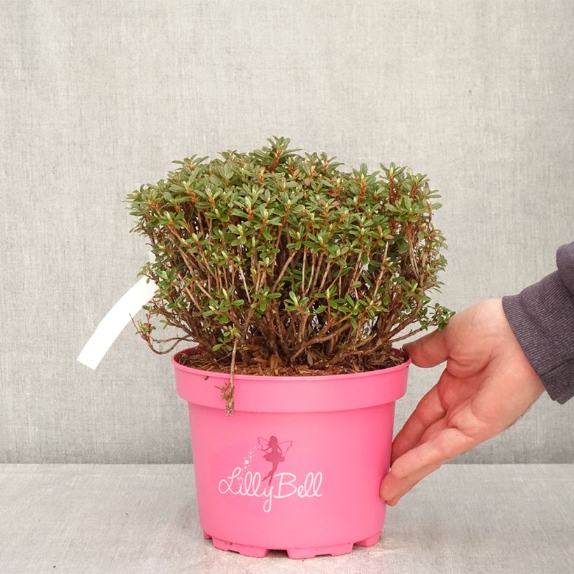 Amostra de Rhododendron campylogynum Lilly Bell - Rododendro Anão Vaso de 3 L/4 L tal como entregue na primavera