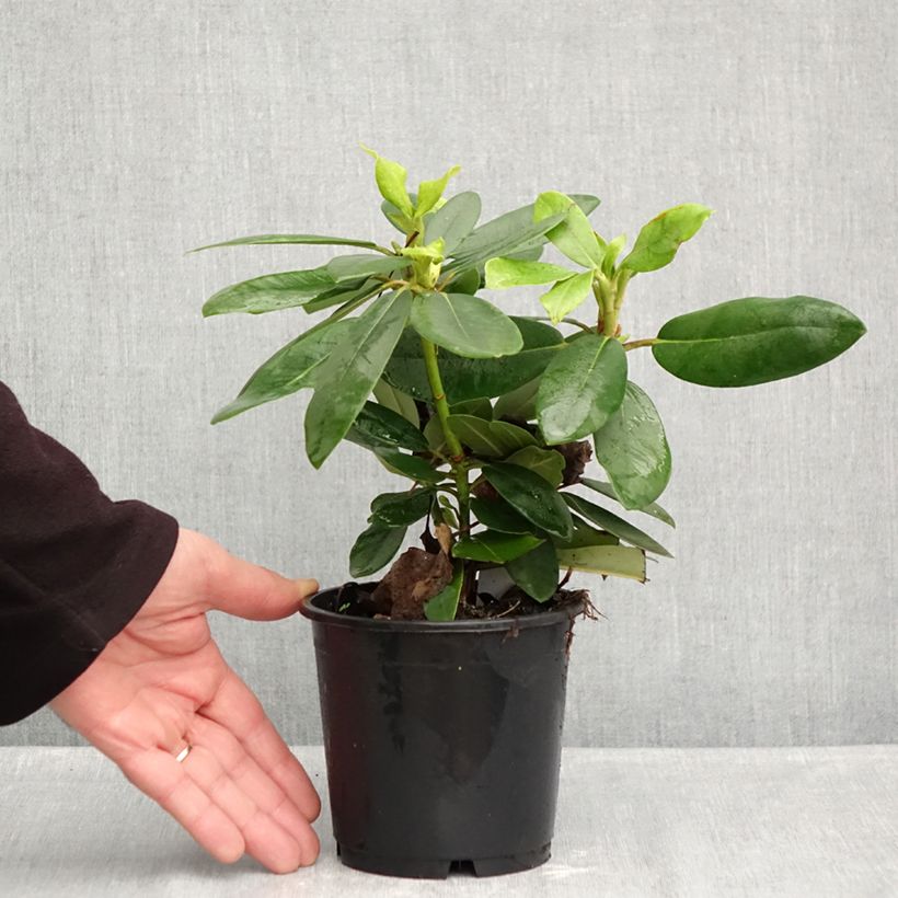 Amostra de Rhododendron catawbiense Boursault Vaso de 12 cm/13 cm tal como entregue no outono