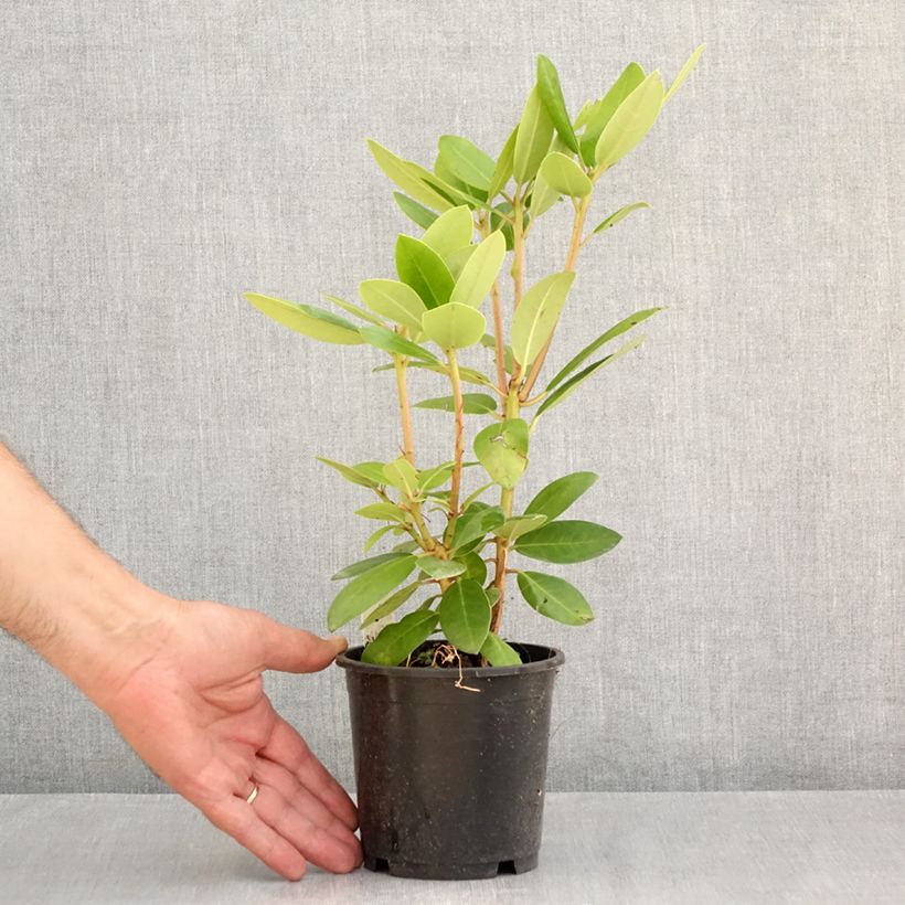 Amostra de Rhododendron catawbiense Boursault Vaso de 12 cm/13 cm tal como entregue no verão