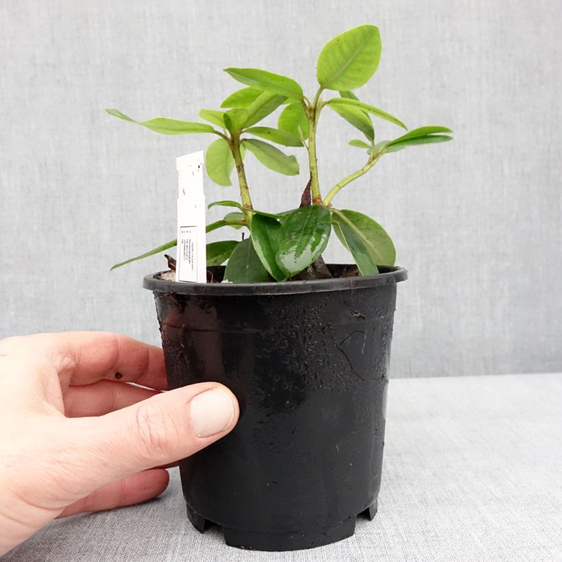 Amostra de Rhododendron catawbiense Boursault Vaso de 12 cm/13 cm tal como entregue no inverno