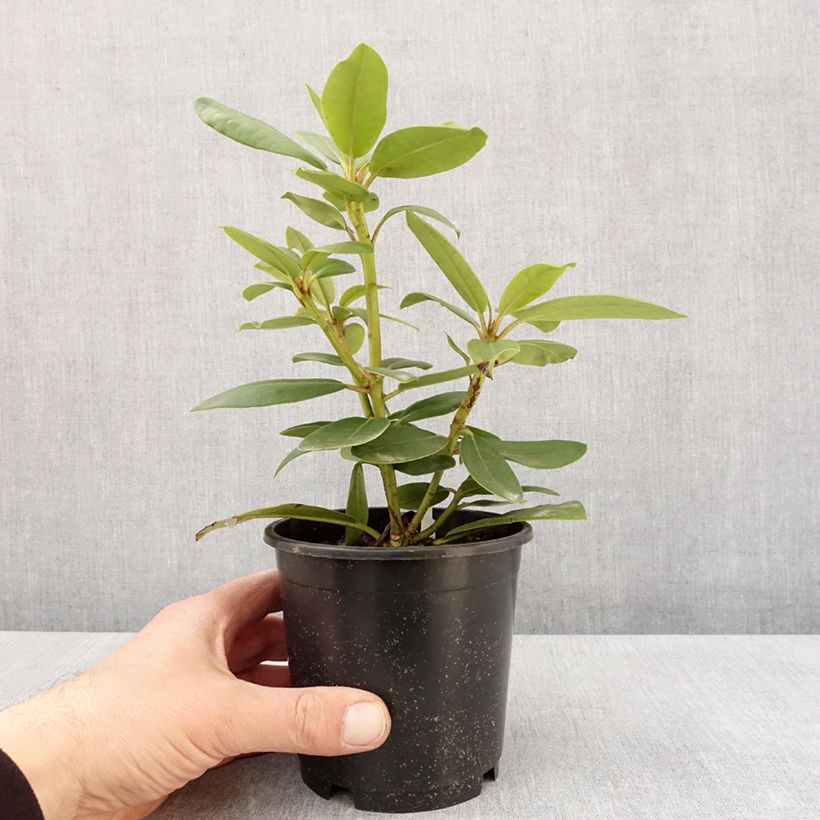 Amostra de Rhododendron catawbiense Boursault Vaso de 12 cm/13 cm tal como entregue na primavera