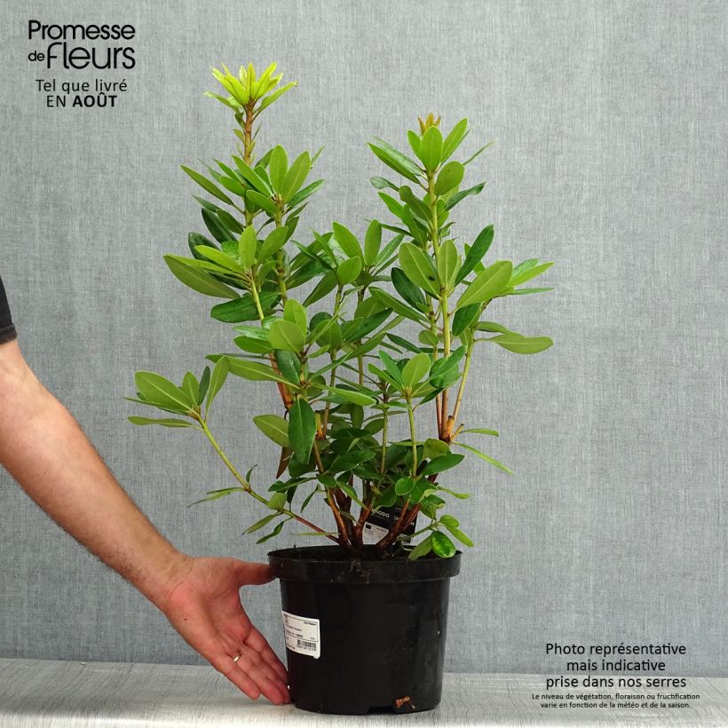 Amostra de Rhododendron catawbiense Boursault Vaso de 4 L/5 L tal como entregue no verão