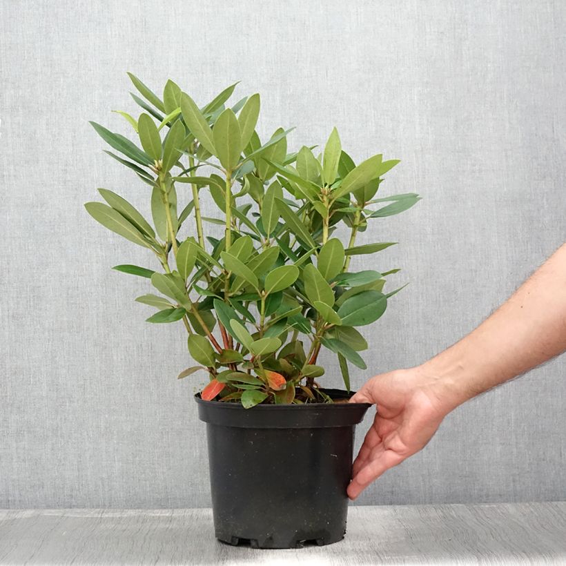 Amostra de Rhododendron catawbiense Grandiflorum Vaso de 4 L/5 L tal como entregue no verão