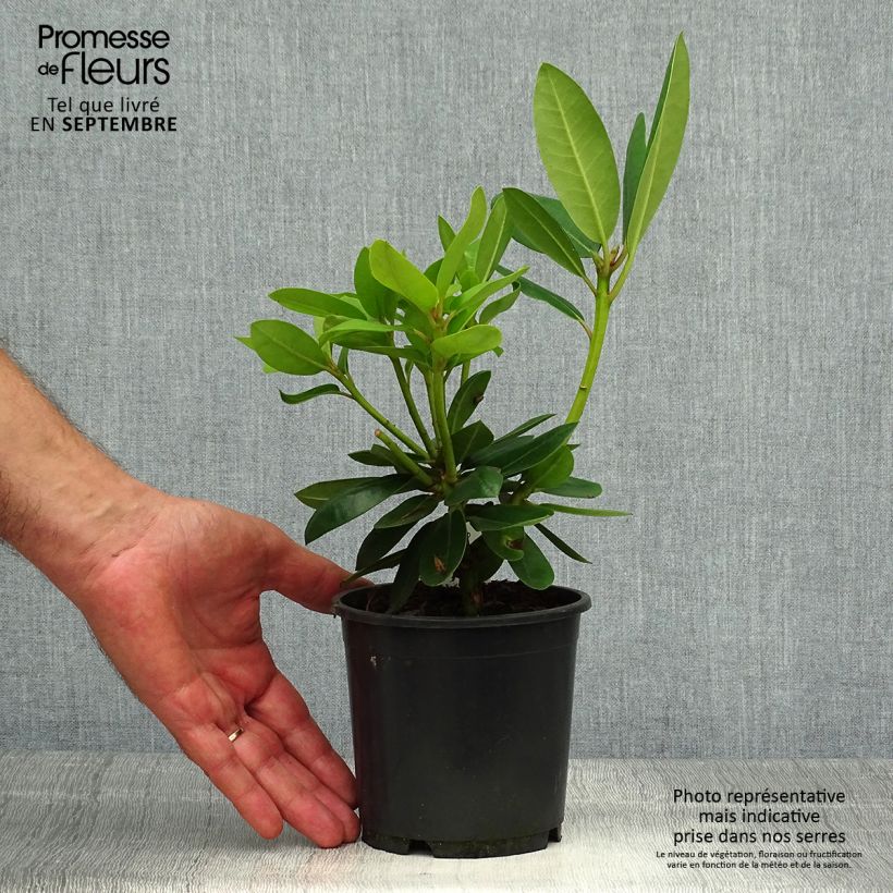 Amostra de Rhododendron catawbiense Grandiflorum Vaso de 12 cm/13 cm tal como entregue no outono