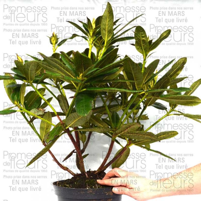 Exemplo de amostra de Rhododendron Champagne - Grand Rhododendron Pot de 4L/5L tal como entregue