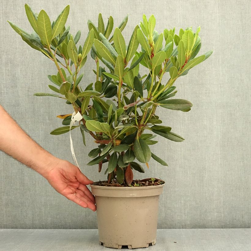 Amostra de Rhododendron Chateau de Josselin - Rododendro Vaso de 4 L/5 L tal como entregue no verão