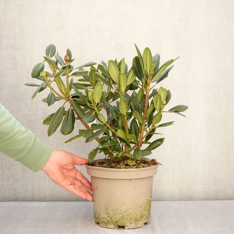 Amostra de Rhododendron Chateau de Josselin - Rododendro Vaso de 4 L/5 L tal como entregue no inverno