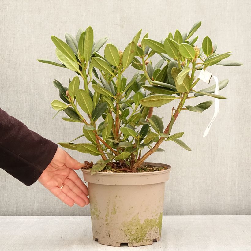 Amostra de Rhododendron Chateau de Josselin - Rododendro Vaso de 4 L/5 L tal como entregue na primavera