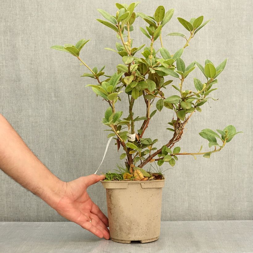 Amostra de Rhododendron Cilpinense Vaso de 4 L/5 L tal como entregue no verão