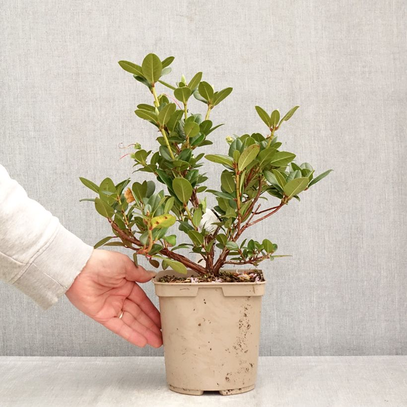 Amostra de Rhododendron Cilpinense Vaso de 4 L/5 L tal como entregue na primavera