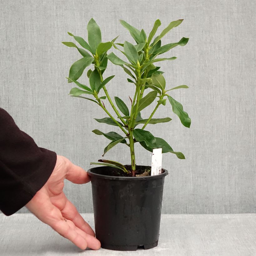 Amostra de Rhododendron Cunningham's White Vaso de 12 cm/13 cm tal como entregue no outono