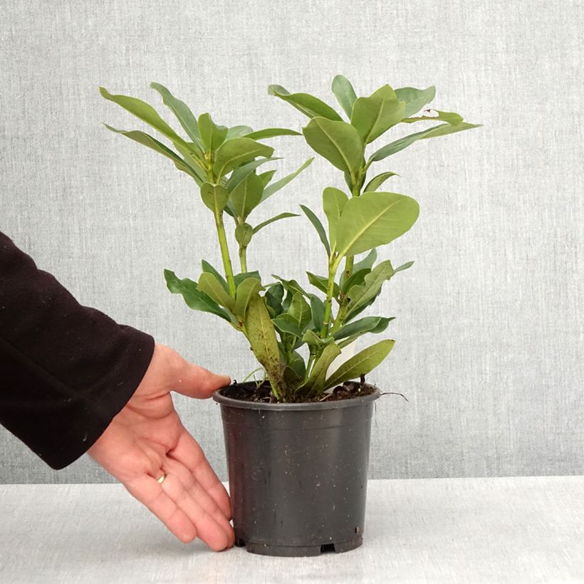 Amostra de Rhododendron Cunningham's White Vaso de 12 cm/13 cm tal como entregue na primavera