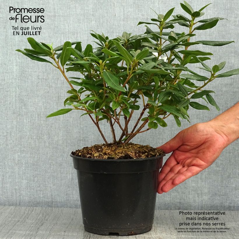 Amostra de Rhododendron Dora Amateis - Rododendro Anão Vaso de 3 L/4 L tal como entregue no verão