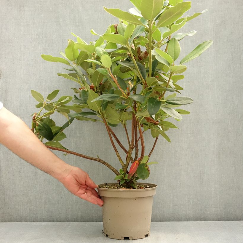 Amostra de Rhododendron Double Dots - Rododendro Vaso de 4 L/5 L tal como entregue na primavera