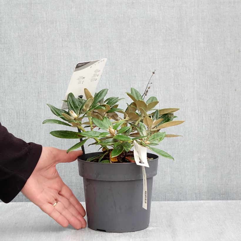 Amostra de Rhododendron yakushimanum Dusty Miller - Rododendro Anão Vaso de 2 L/3 L tal como entregue no outono