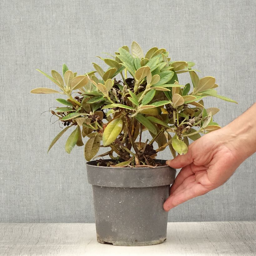 Amostra de Rhododendron yakushimanum Dusty Miller - Rododendro Anão Vaso de 2 L/3 L tal como entregue no verão