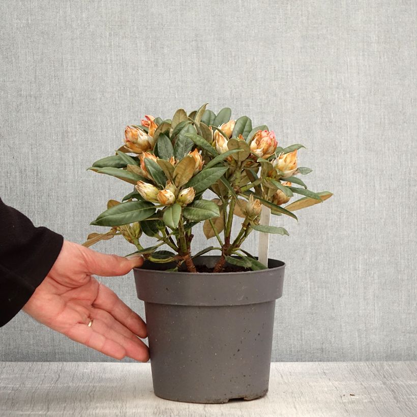 Amostra de Rhododendron yakushimanum Dusty Miller - Rododendro Anão Vaso de 2 L/3 L tal como entregue na primavera