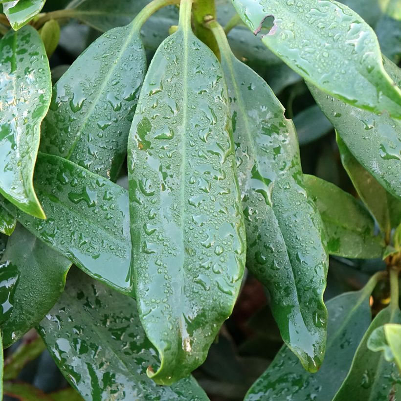 Rhododendron Easydendron INKARHO Madame Masson (Folhagem)