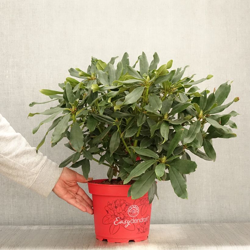 Amostra de Rhododendron Easydendron INKARHO Madame Masson Pot de 4L/5L tal como entregue no outono