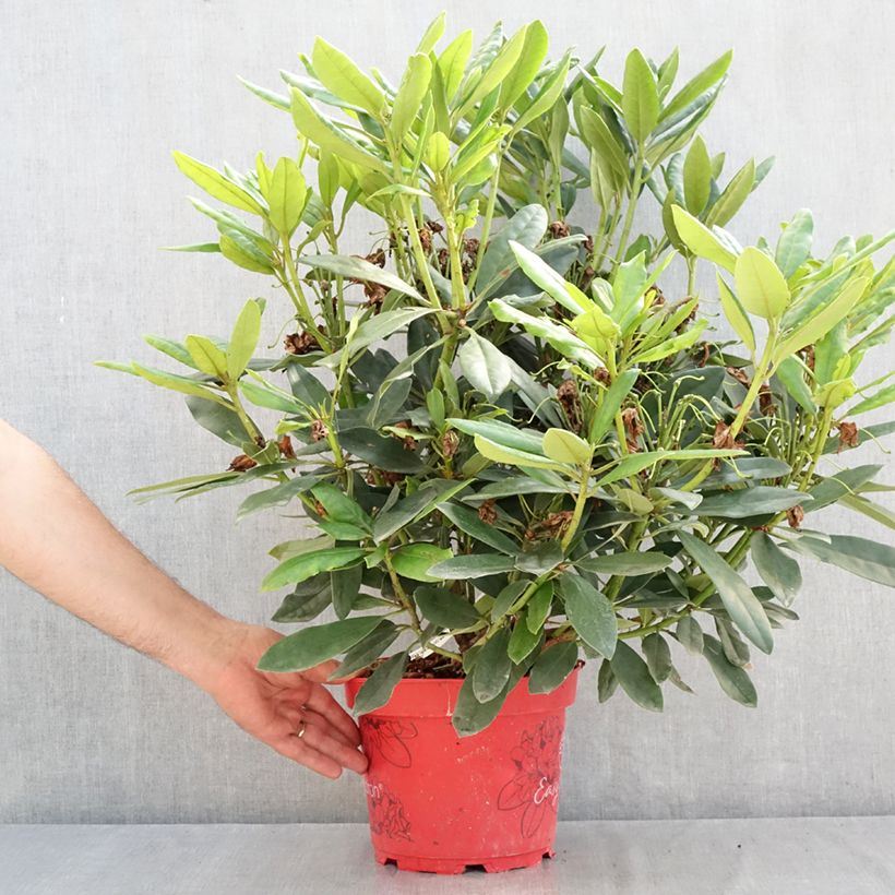 Amostra de Rhododendron Easydendron INKARHO Madame Masson Vaso de 4 L/5 L tal como entregue no verão