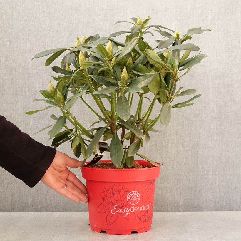Amostra de Rhododendron Easydendron INKARHO Madame Masson Vaso de 4 L/5 L tal como entregue na primavera