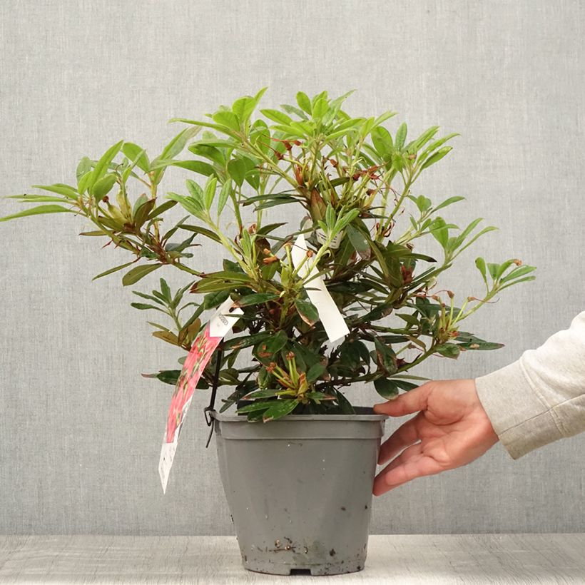 Amostra de Rhododendron Elisabeth - Rododendro Anão Vaso de 4 L/5 L tal como entregue no verão