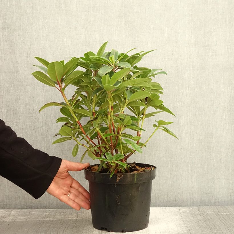 Amostra de Rhododendron Elizabeth Red Foliage Vaso de 2 L/3 L tal como entregue no outono