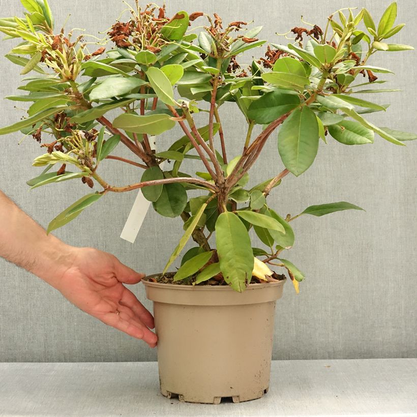 Amostra de Rhododendron Eucharitis - Rododendro Vaso de 4 L/5 L tal como entregue na primavera