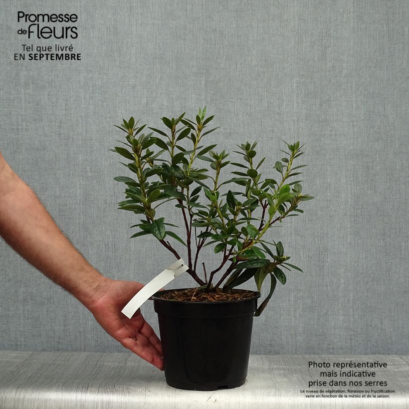 Amostra de Rhododendron Fragrantissimum - Rododendro Anão Vaso de 3 L/4 L tal como entregue no outono