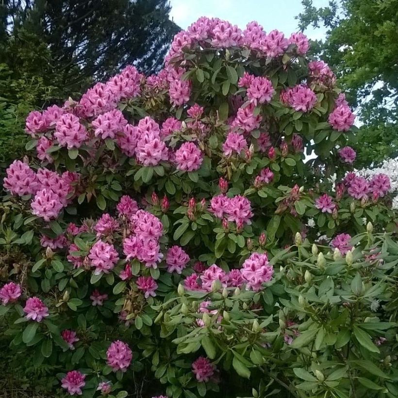 Rhododendron Germania (Hábito)