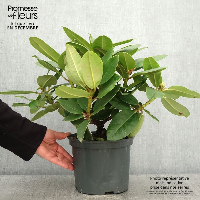 Amostra de Rhododendron Germania Vaso de 4 L/5 L tal como entregue no outono