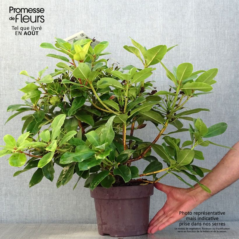 Amostra de Rhododendron Germania Vaso de 4 L/5 L tal como entregue no verão