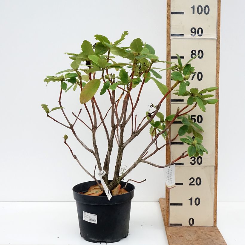 Amostra de Rhododendron Germania Vaso de 7,5 L/10 L tal como entregue no outono