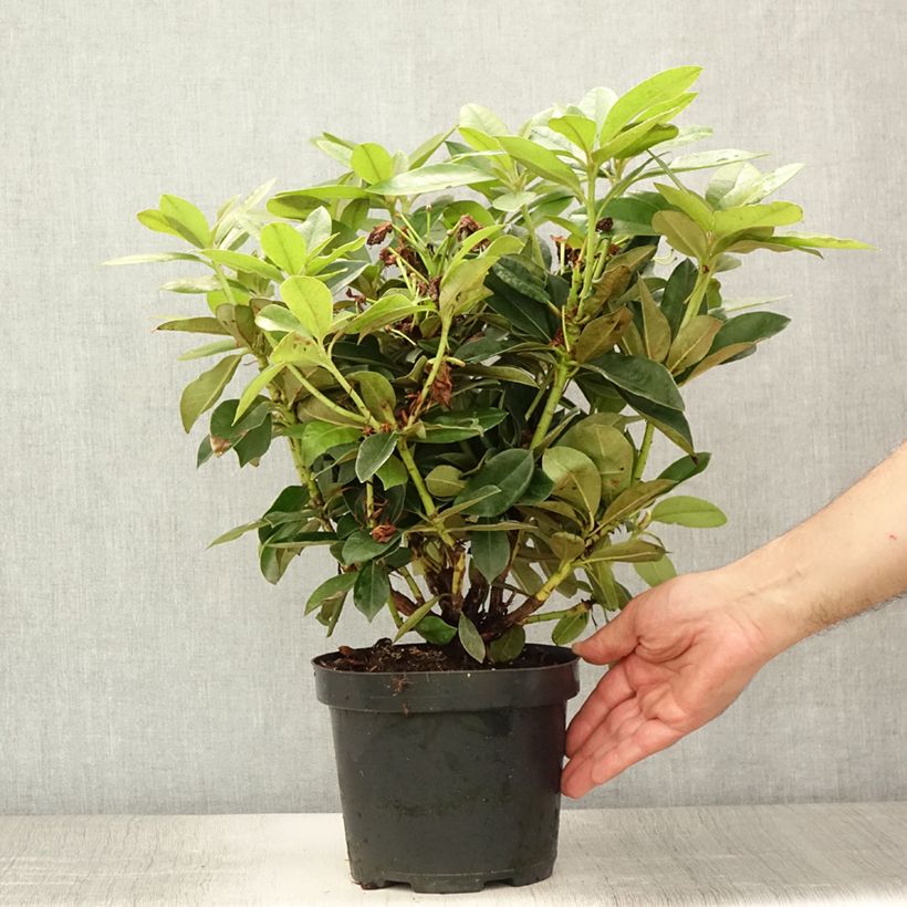 Amostra de Rhododendron yakushimanum Golden Torch - Rododendro Anão Vaso de 3 L/4 L tal como entregue no verão