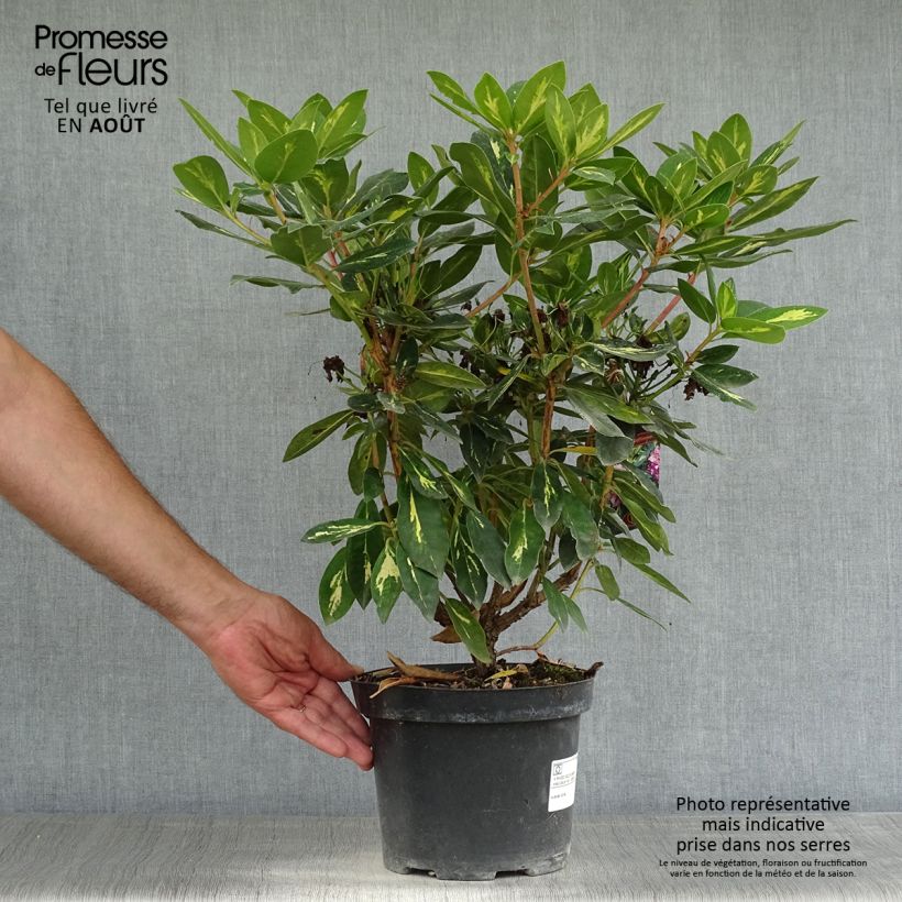 Amostra de Rhododendron Goldflimmer Vaso de 3 L/4 L tal como entregue no verão