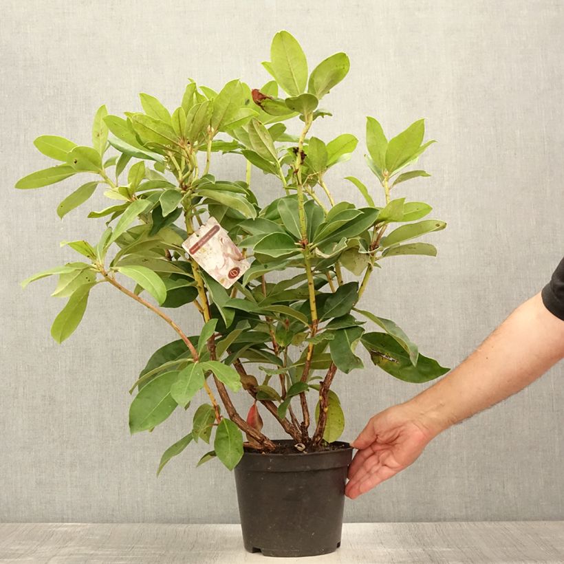 Amostra de Rhododendron Gomer Waterer Vaso de 3 L/4 L tal como entregue no verão