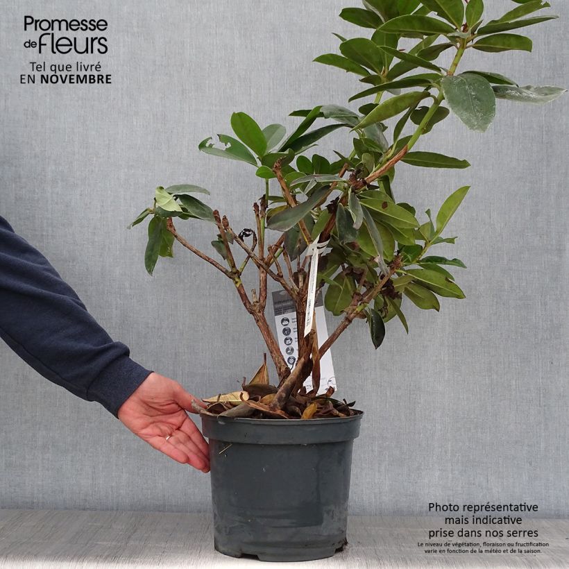 Amostra de Rhododendron Gomer Waterer Vaso de 7,5 L/10 L tal como entregue no outono