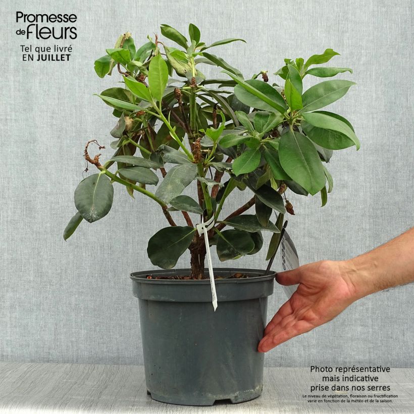 Amostra de Rhododendron Gomer Waterer Vaso de 7,5 L/10 L tal como entregue no verão
