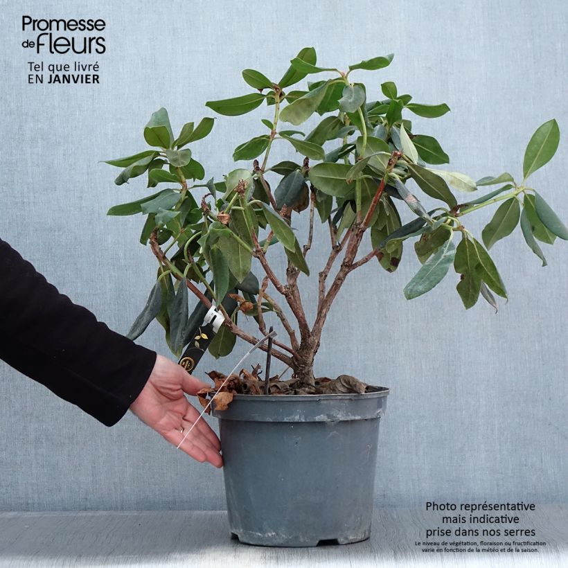 Amostra de Rhododendron Gomer Waterer Vaso de 7,5 L/10 L tal como entregue no inverno