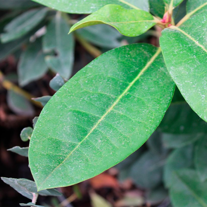 Rhododendron Gomer Waterer (Folhagem)