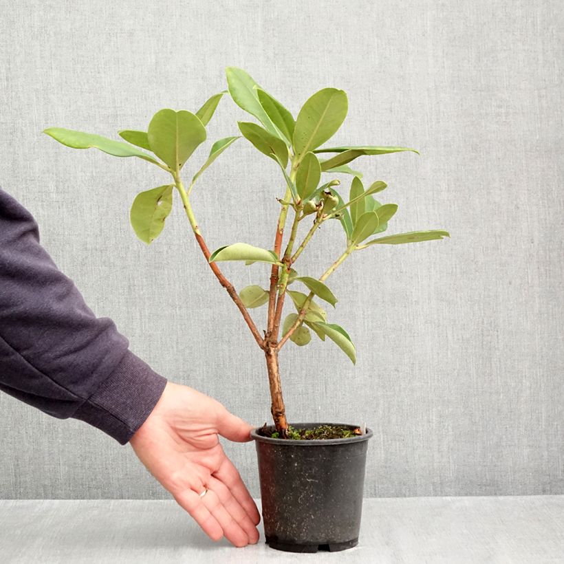 Amostra de Rhododendron Gomer Waterer Vaso de 12 cm/13 cm tal como entregue no outono