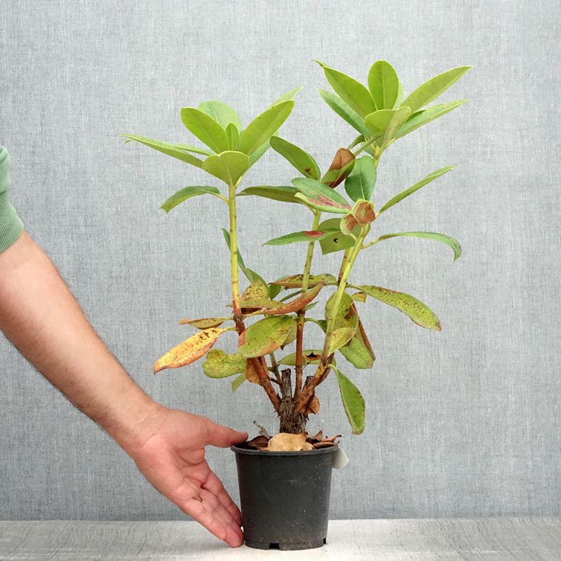 Amostra de Rhododendron Gomer Waterer Vaso de 12 cm/13 cm tal como entregue no verão