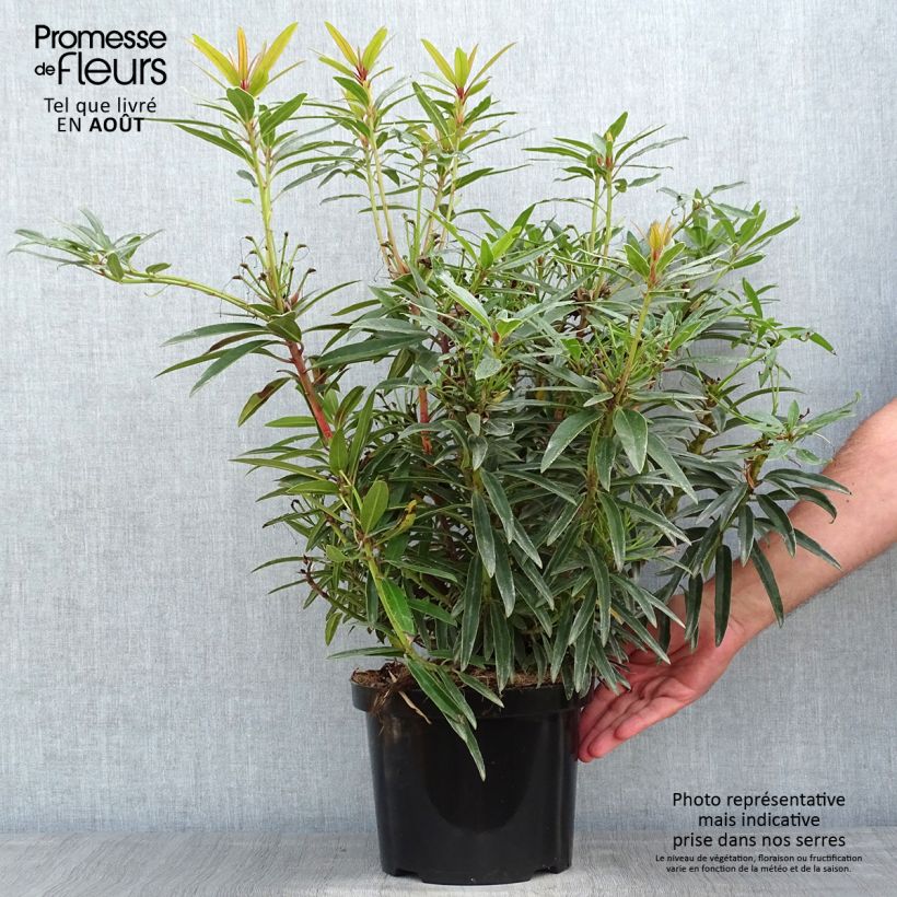 Amostra de Rhododendron Graziella Vaso de 3 L/4 L tal como entregue no verão