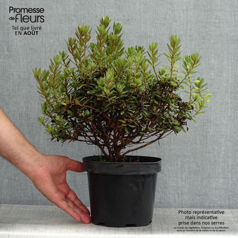 Amostra de Rhododendron impeditum Gristede Vaso de 2 L/3 L tal como entregue no verão