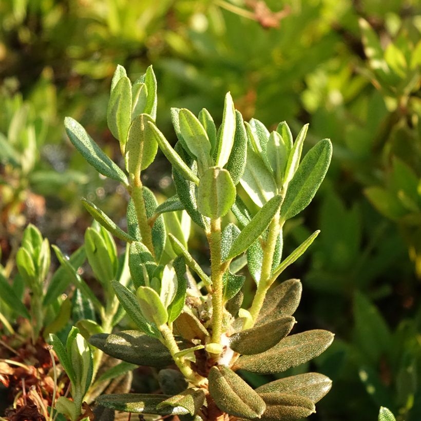 Rhododendron impeditum Gristede (Folhagem)