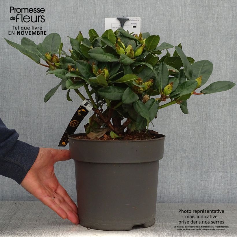 Amostra de Rhododendron x haematodes Lisetta - Rhododendron nain Pot de 6L/7L tal como entregue no outono