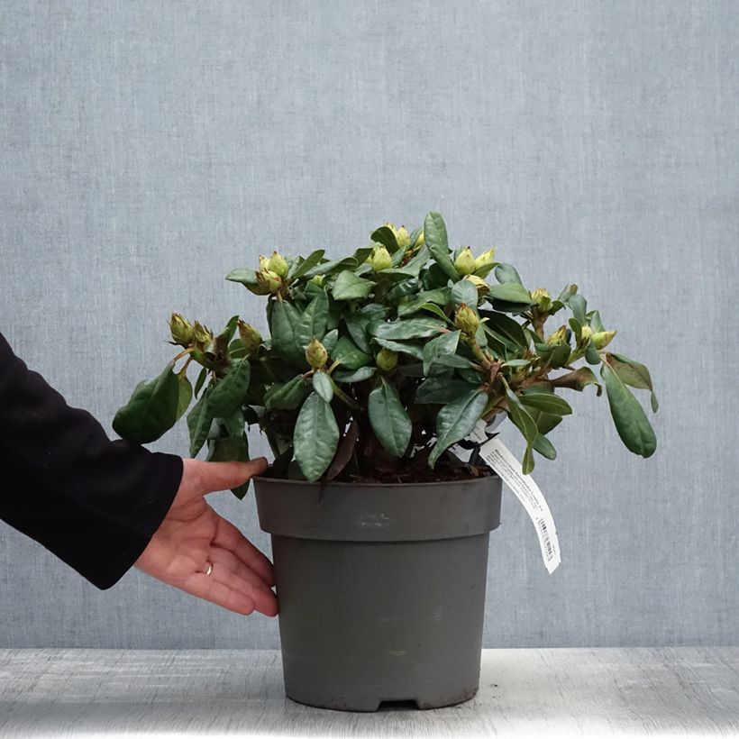 Amostra de Rhododendron Lisetta - Rododendro Anão Vaso de 6 L/7 L tal como entregue na primavera