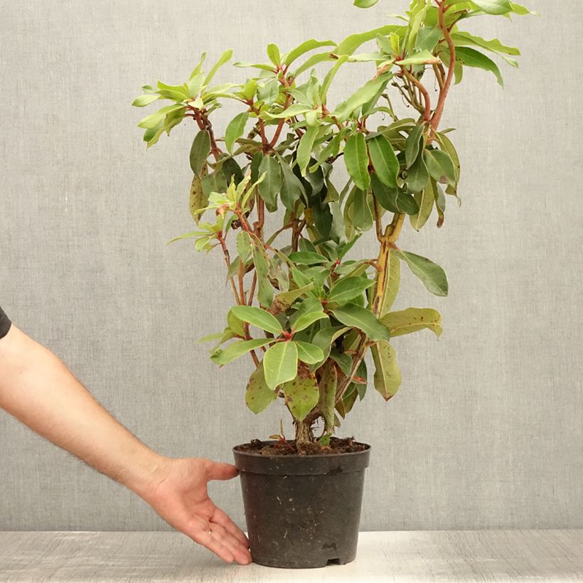 Amostra de Rhododendron Halfdan Lem Vaso de 4 L/5 L tal como entregue no verão